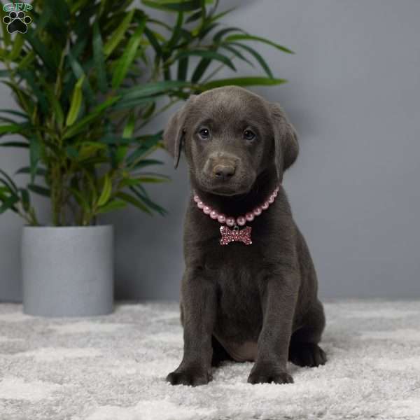 Ava, Charcoal Labrador Retriever Puppy